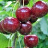 sadnice-voca-sumadinka