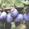 sljiva-cacanska-rodna