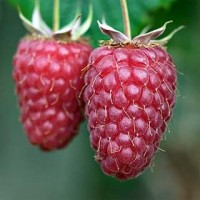 vocna-sadnice-maline-vilamet