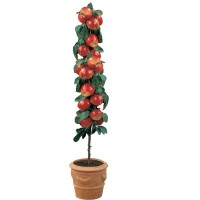 vocne-sadnice-mini-jabuka