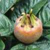 vocne-sadnice-musmule-domaca