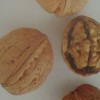vocne-sadnice-oraha-jupiter