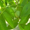 vocne-sadnice-oraha-rasna